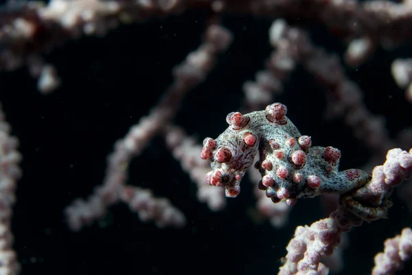 Bargibanti Pigmy Sea Horse o menor do mundo — Fotografia de Stock