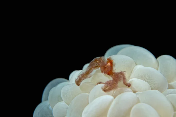 Caranguejo orangotango vermelho em coral bolha — Fotografia de Stock