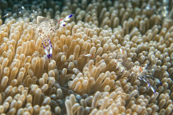 Garnalen in anemone — Stockfoto