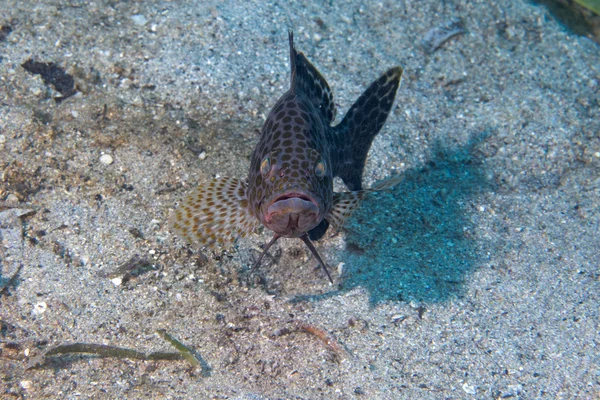 Colorful grouper isolated on black — Stock Photo, Image