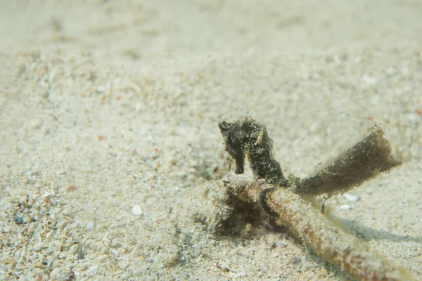 Cheval de mer noir vous regardant en Indonésie — Photo