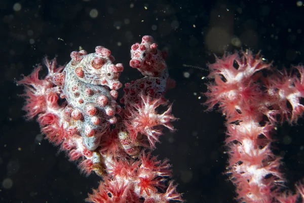 Bargibanti Pigmy Sea Horse le plus petit au monde — Photo