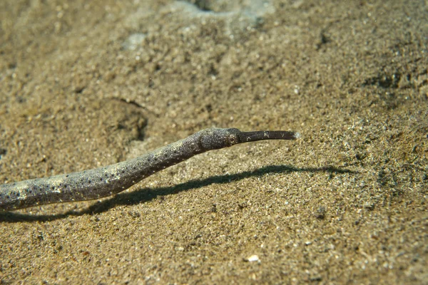 Pipe fish on sand — Stock Photo, Image