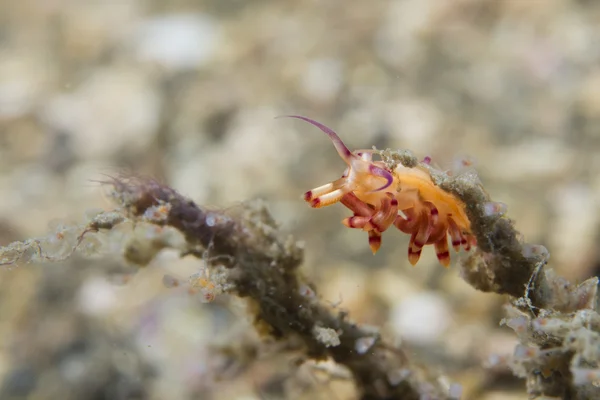 Chromodoris ΠΧΠ nudibranch — Φωτογραφία Αρχείου