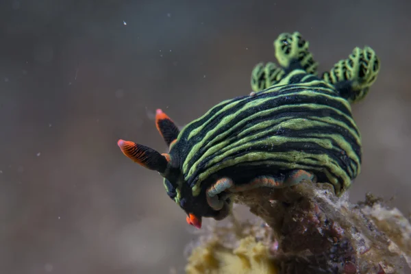 Nembrotha cristata Nudibrânquios — Fotografia de Stock