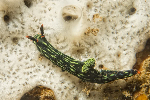 Nembrotha cristata Nudibranch — Stock Photo, Image