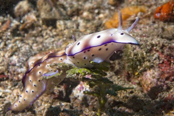 Chromodoris 예쁜 Nudibranch — 스톡 사진