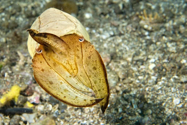 Kalmary mątwy pod wodą na czarnej lawy piasku znacznie nurkowania — Zdjęcie stockowe