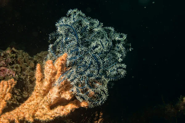 Crinoïde sous-marin pendant la plongée — Photo