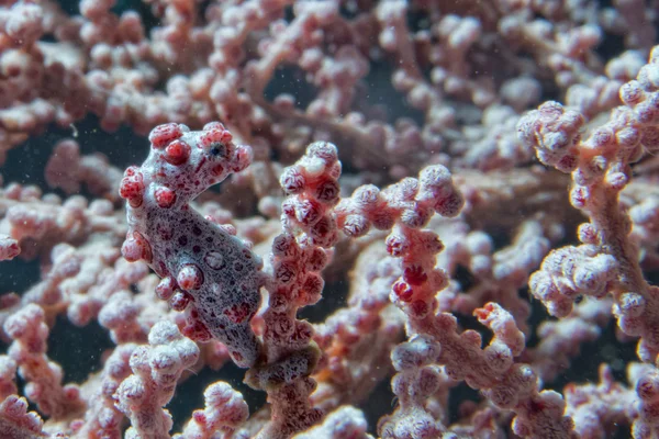 Bargibanti Pigmy Sea Horse the smallest in the world — Stock Photo, Image