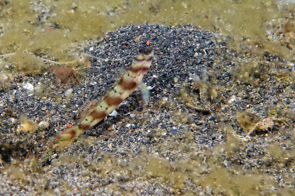 Peixes de cabra — Fotografia de Stock