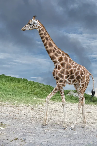 Girafa chegando até você no fundo do céu azul profundo — Fotografia de Stock