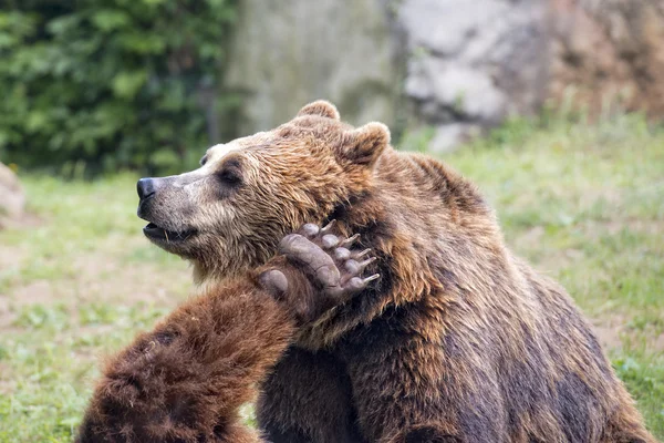 Two brown grizzly bears while fighting — Stock Photo, Image