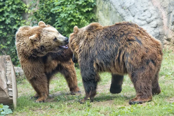 Dos osos pardos grizzly mientras luchan —  Fotos de Stock