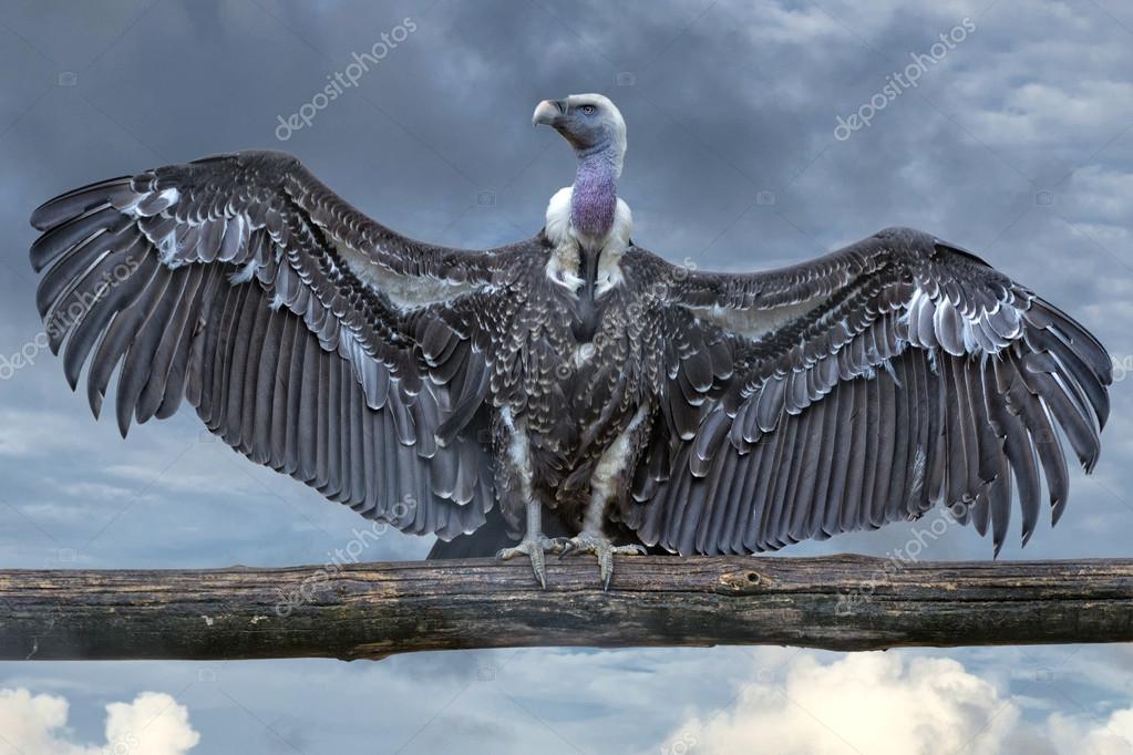 Isolated vulture, buzzard looking at you Stock Photo by ©izanbar 53563395