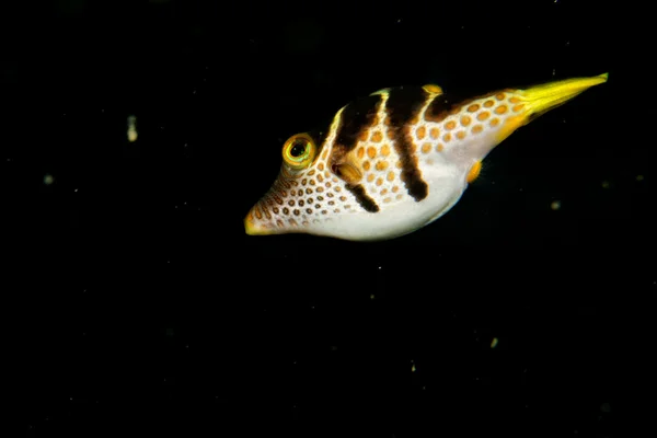 Caixa de peixe em mergulho noturno — Fotografia de Stock