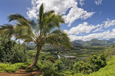 Hawaii kauai alanları