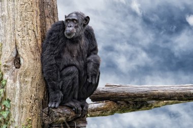 Ape chimpanzee monkey on deep blue sky background clipart