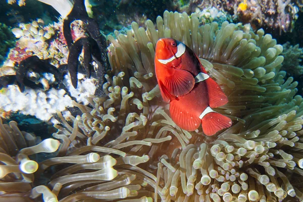 Pez payaso rojo en anémona Raja Ampat Papua —  Fotos de Stock