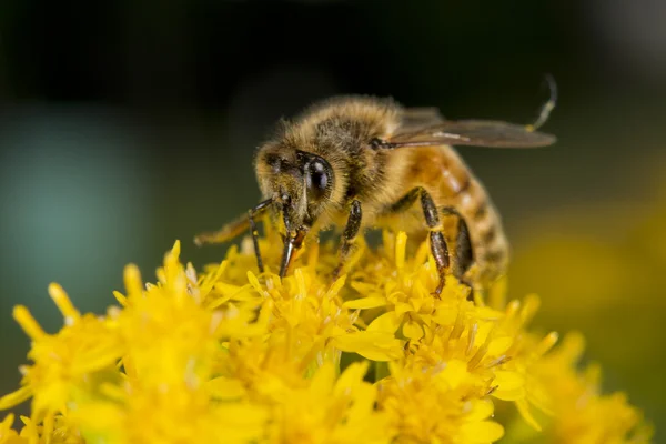 Abeja mientras chupa polen — Foto de Stock