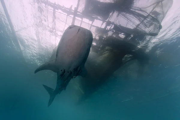 Tubarão-baleia encontro próximo com mergulhador subaquático em Papua — Fotografia de Stock
