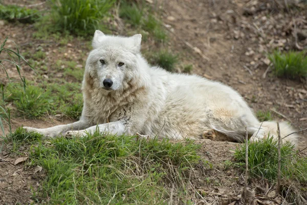 Weißer Wolf — Stockfoto