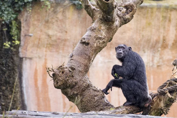 Macaco chimpanzé-macaco — Fotografia de Stock