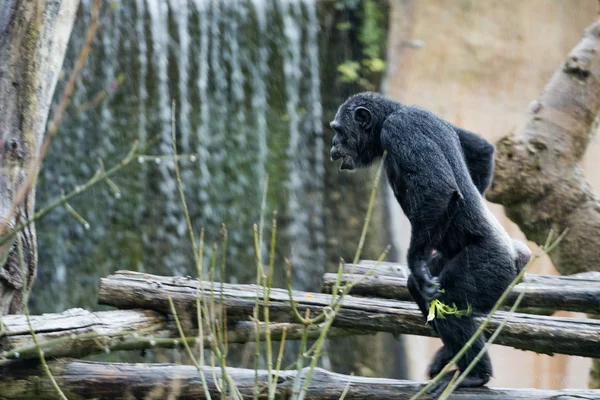 Ape chimpanzee monkey — Stock Photo, Image