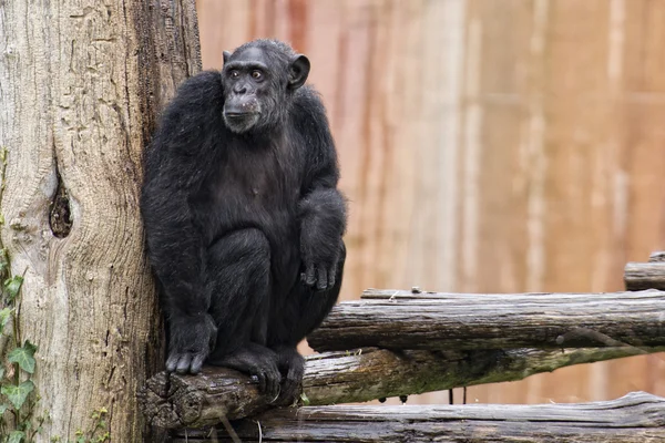 Ape chimpanzee monkey — Stock Photo, Image