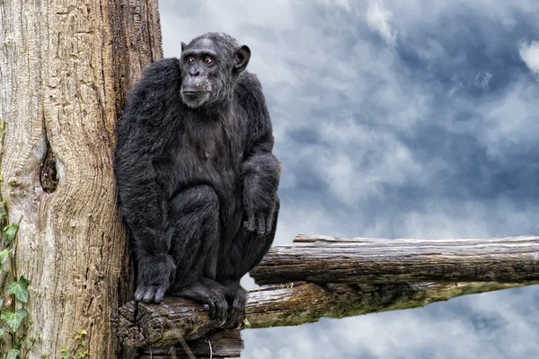 Обезьяна шимпанзе на фоне голубого неба — стоковое фото