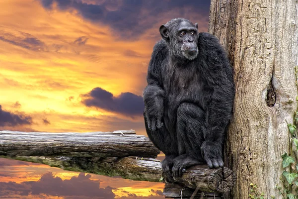 Обезьяна шимпанзе на фоне заката — стоковое фото