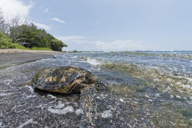 Soepschildpad op zanderige strand in Hawaï