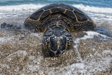 Soepschildpad op zanderige strand in Hawaï