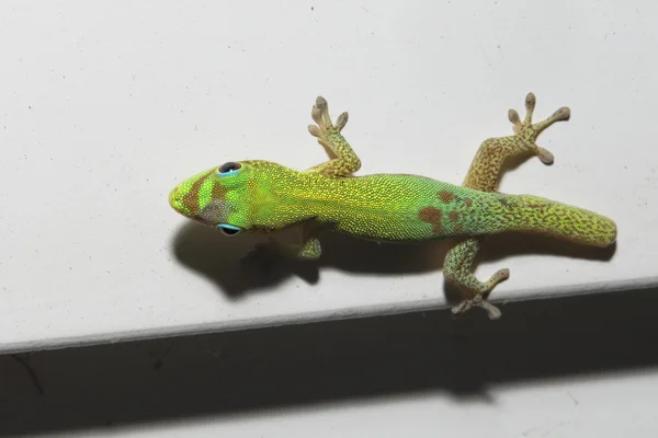 Ouro pó dia Gecko enquanto olha para você — Fotografia de Stock