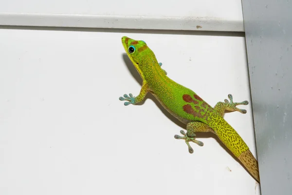 Guldstoft dag gecko medan du tittar på du — Stockfoto