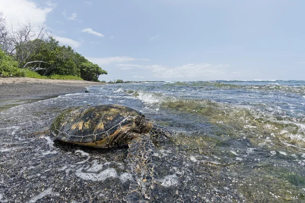 A homokos parton Hawaii-on zöld teknős — Stock Fotó