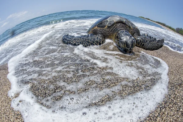 Soepschildpad op zanderige strand in Hawaï — Stok fotoğraf