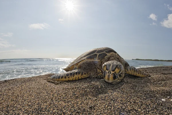 Grön havssköldpadda på sandstrand i hawaii — Stockfoto
