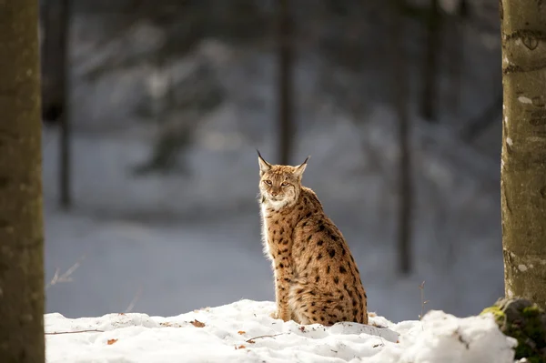 Luchs auf dem Schnee-Hintergrund — Stockfoto