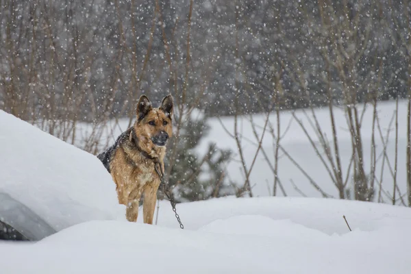 Anjing Shepard Jerman di latar belakang salju — Stok Foto