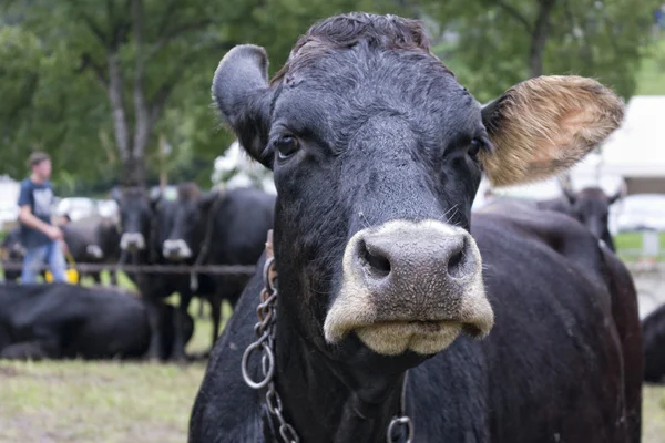 Nez de vache détail — Photo