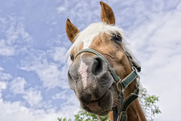 家の外の馬 — ストック写真