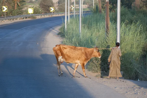 Egyptische man met koe — Stockfoto