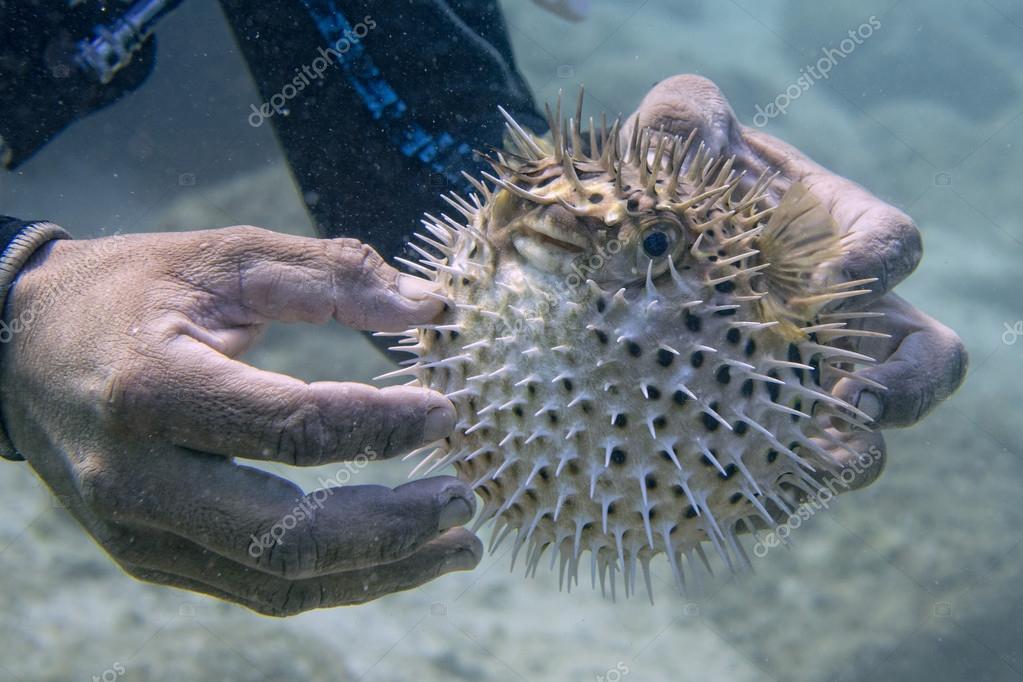 Inflated porcupine puffer fish fish Stock Photo by ©izanbar 54093809
