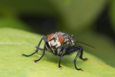 yeşil arka izole anında