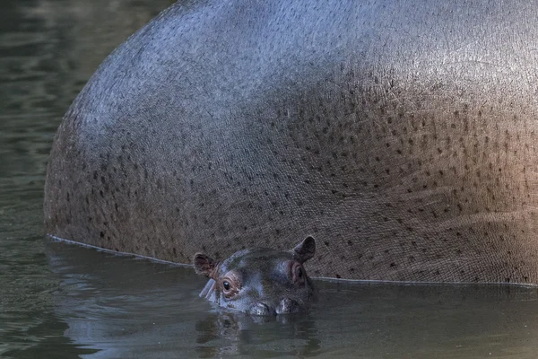 Copil hippopotamus portret — Fotografie, imagine de stoc