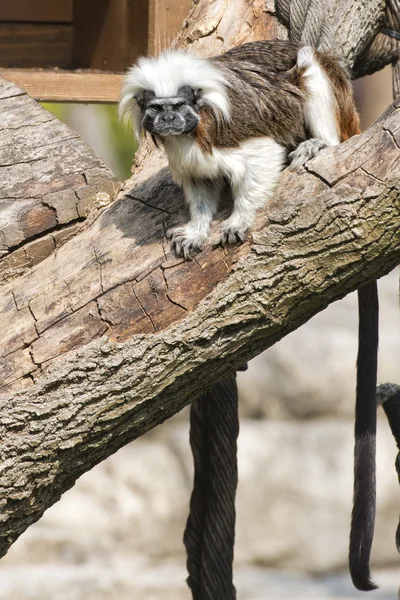 Kejsaren tamarin monkey medan du tittar på du — Stockfoto