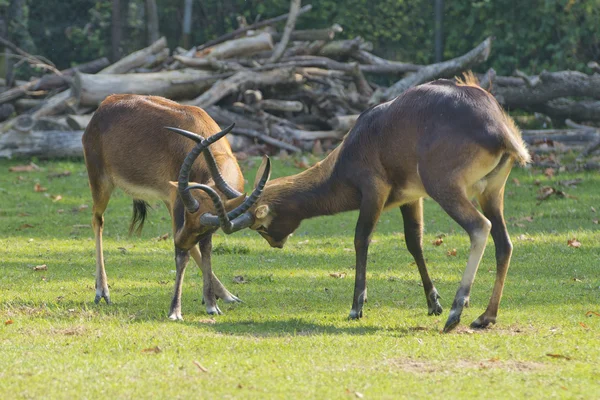 Cerfs africains en combattant — Photo