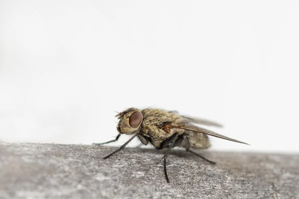 Mosca aislada sobre el fondo verde — Foto de Stock