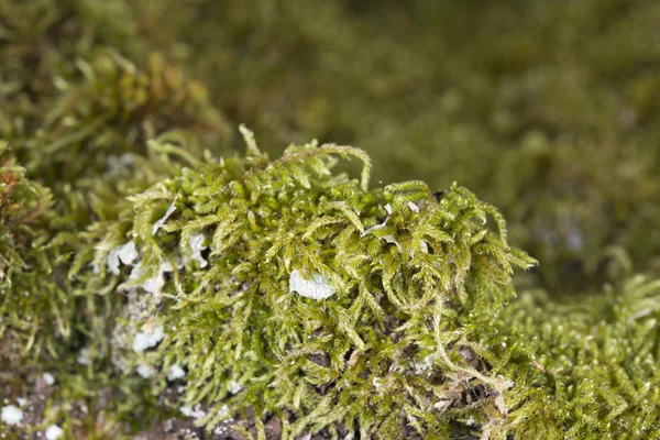 Macro muschio verde — Foto Stock